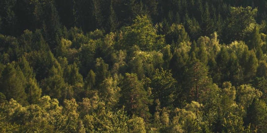 Tree Planting in August
