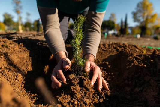 Why is tree-planting so important?
